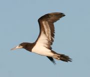 Brown Booby