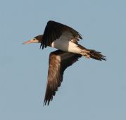 Brown Booby