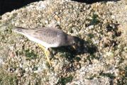 Surfbird