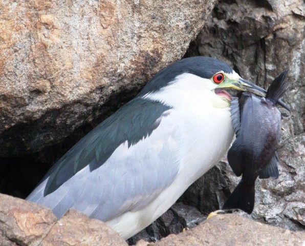 Black-crowned Night Heron