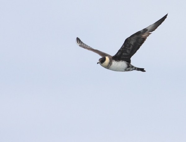Pomarine Jaeger