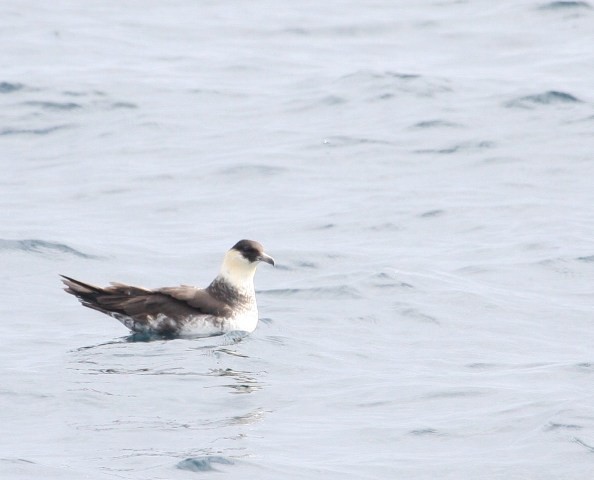 Pomarine Jaeger