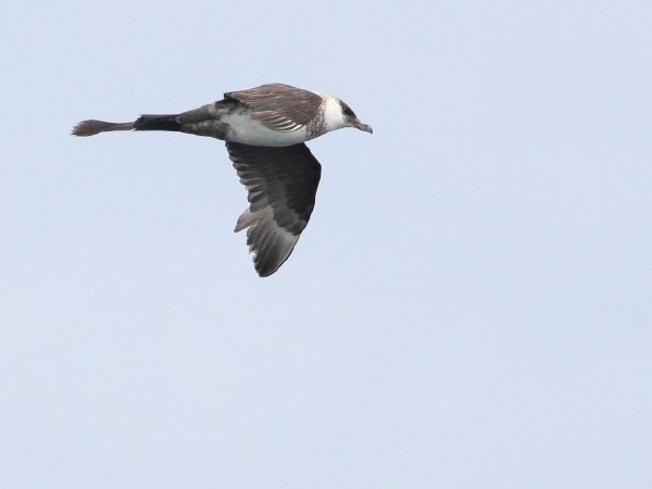 Pomarine Jaeger