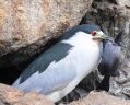 Black-crowned Night Heron