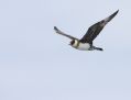 Pomarine Jaeger