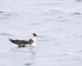 Pomarine Jaeger