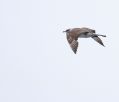 Pomarine Jaeger
