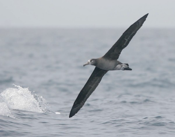 Black-footed Albatross