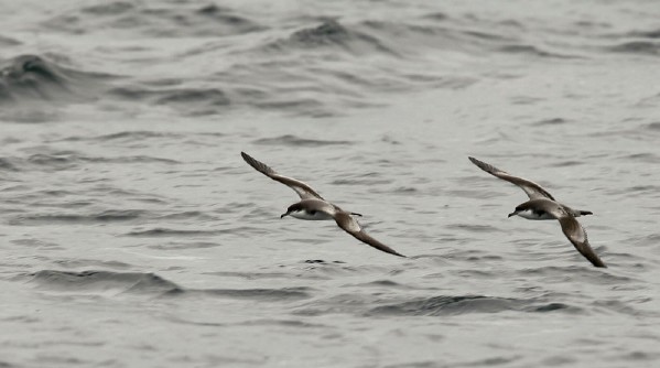 Buller's Shearwater