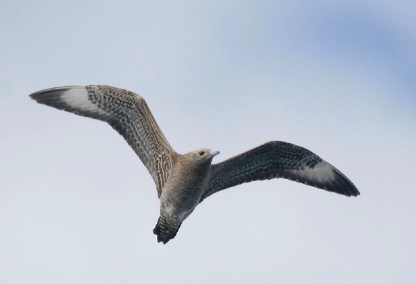 Parasitic Jaeger