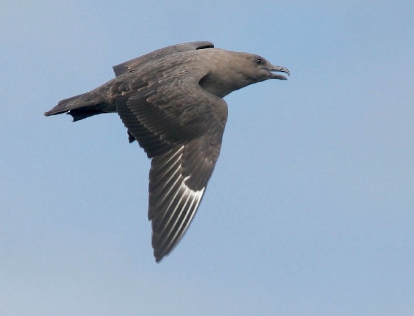 South Polar Skua