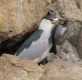 Black-crowned Night Heron