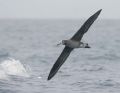 Black-footed Albatross