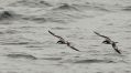 Buller's Shearwater