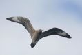 Parasitic Jaeger