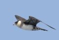Pomarine Jaeger