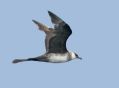Pomarine Jaeger