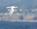 Elegant Tern