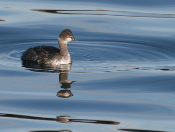 Eared Grebe