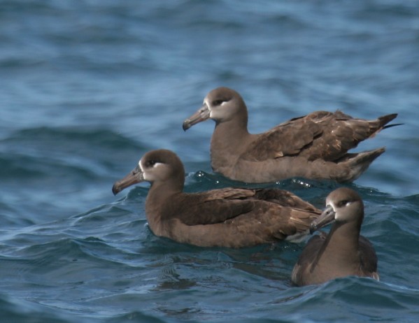 Black-footed Albatross