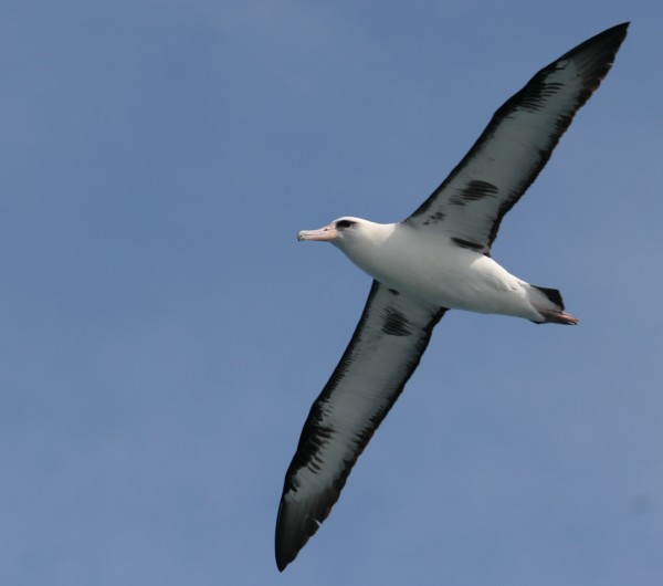 Laysan Albatross