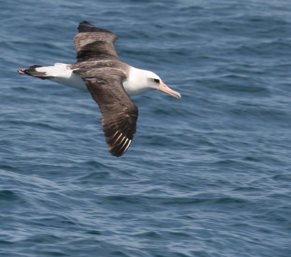 Laysan Albatross