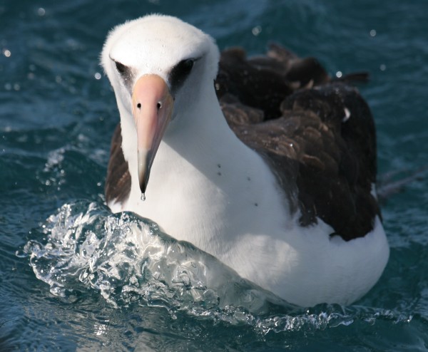 Laysan Albatross