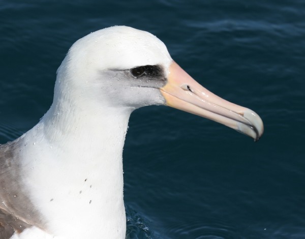 Laysan Albatross