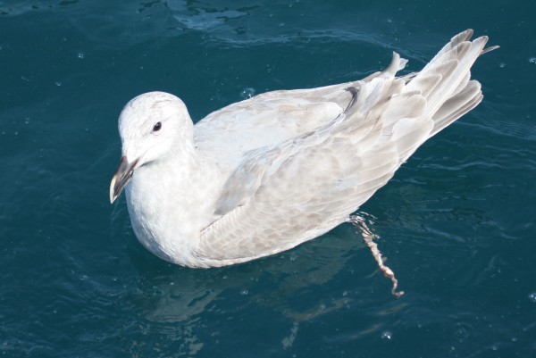 Glaucous-winged Gull