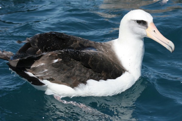Laysan Albatross
