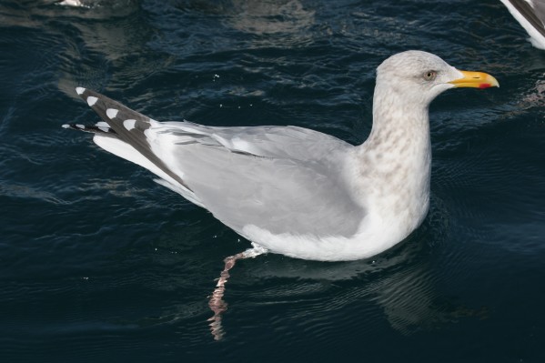 Herring Gull