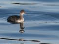 Eared Grebe