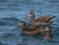 Black-footed Albatross