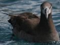 Black-footed Albatross