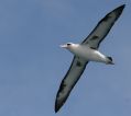 Laysan Albatross
