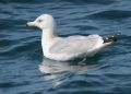 Herring Gull
