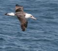 Laysan Albatross