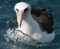 Laysan Albatross