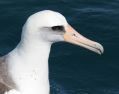 Laysan Albatross