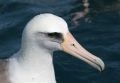 Laysan Albatross
