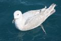 Glaucous-winged Gull