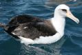 Laysan Albatross