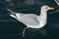 Herring Gull