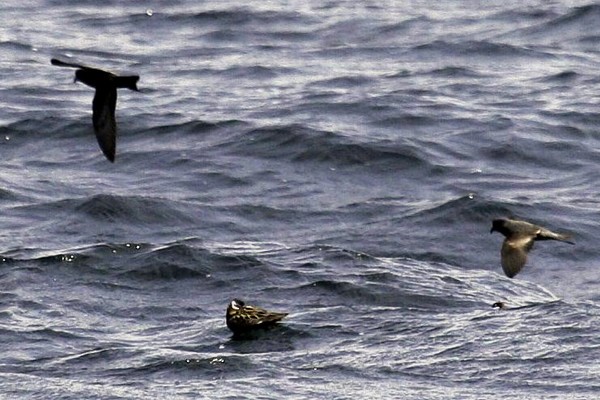 Ashy Storm-Petrel