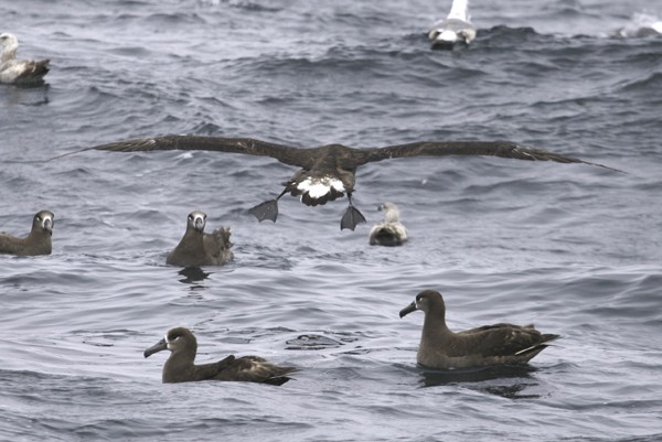 Black-footed Albatross