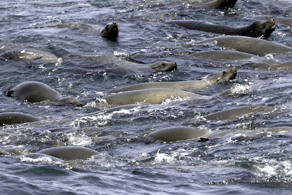 California Sealion