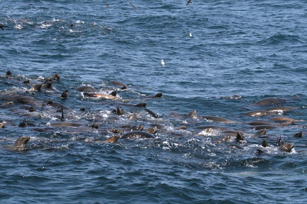 California Sealion
