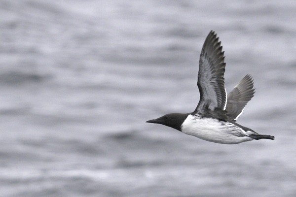 Common Murre