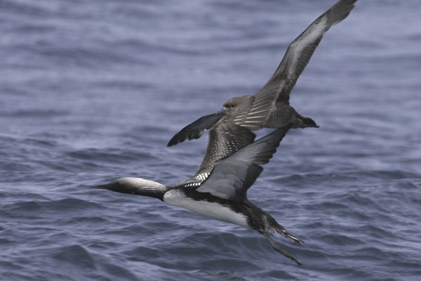 Pacific Loon & Sooty Shearwater