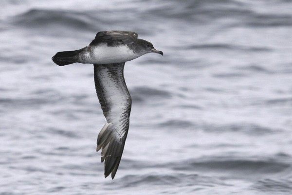 Pink-footed Shearwater